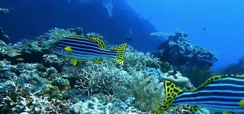 Planetary Biodiversity Crisis: Investigative Documentary
